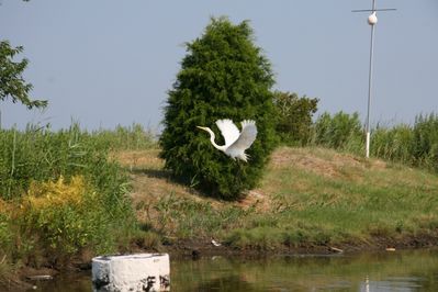 An Egret flying away
